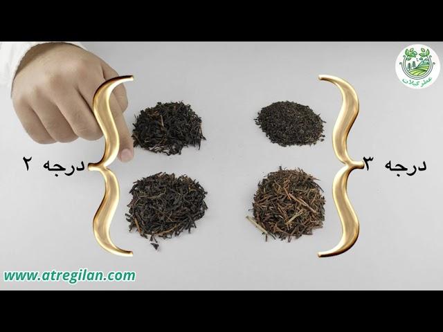 مقایسه و بررسی انواع چای ایرانی | راهنمای جامع خرید چای ایرانی