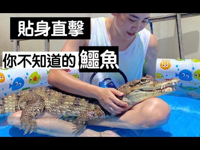 【昆蟲擾西上課了！】貼身直擊！你不知道的鱷魚（上）Spectacled Caiman