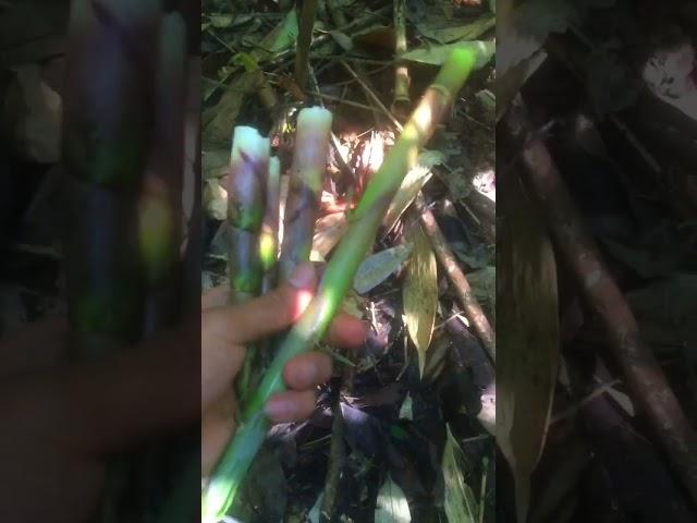 Được buổi lên rừng Hái Măng ngọt như đường hihi #rungnui #vlog