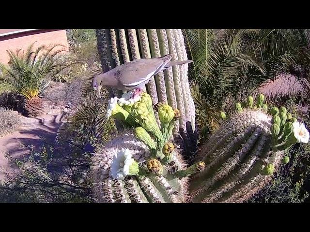 White-winged Dove