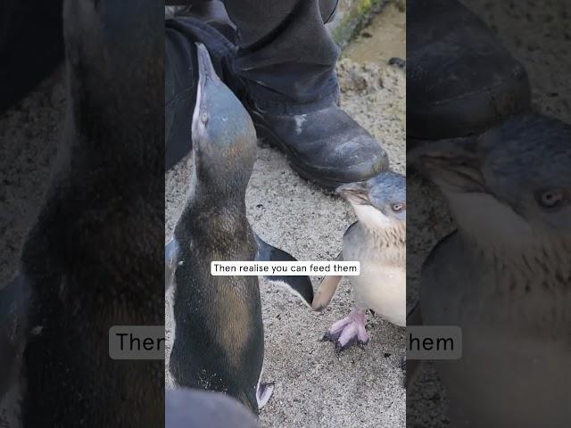We FINALLY Got To Feed Penguins in New Zealand 