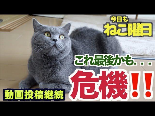 【悲報】私に訪れた人生最大の危機！ねこ動画投稿やめなきゃいけないかもしれません…⤵️