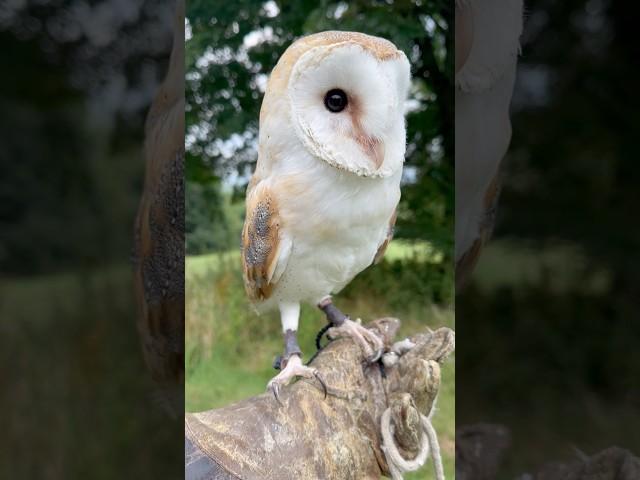 Up-Close with a Barn Owl! #shorts