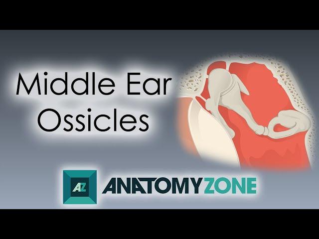 Ossicles of the Middle Ear | Anatomy Tutorial