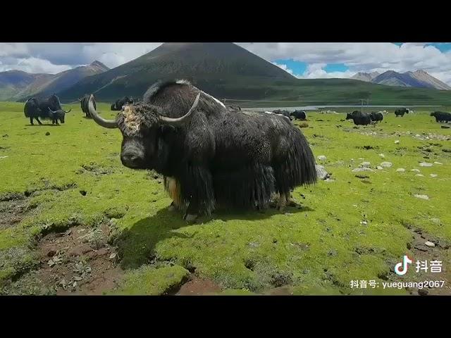 Tibetan nomad. Yak.