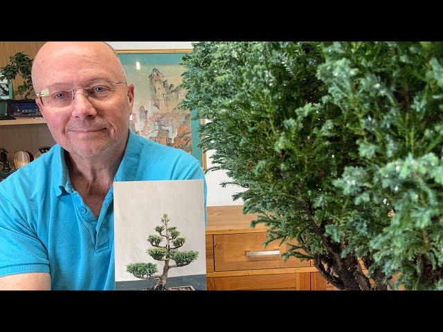 Throwback - Lawson Cypress Evergreen Bonsai | How the bonsai has changed after 26 years