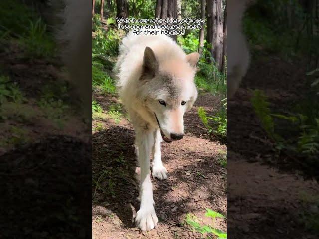 Walking with #Wolfdogs