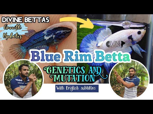 Blue Rim Betta Genetics|Fries to Adults|Various stages of Colour Mutation|Divine Bettas