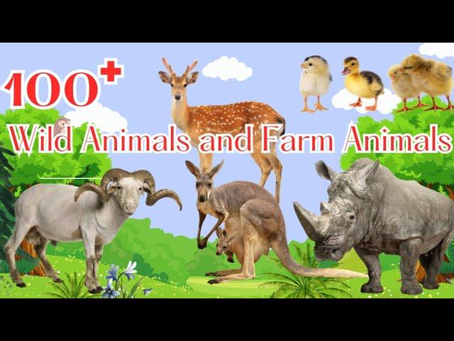 100 Wild Animals and Farm Animals - Animal World  2024 - Episode 1