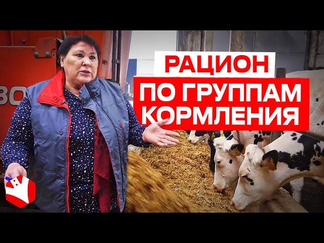 Рацион по группам кормления | Молочное животноводство