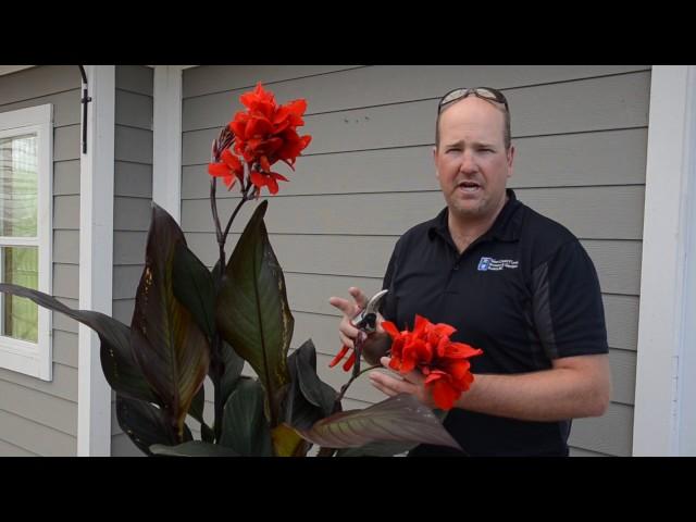 Quick Tip  Caring for Cannas ️ || West Coast Gardens