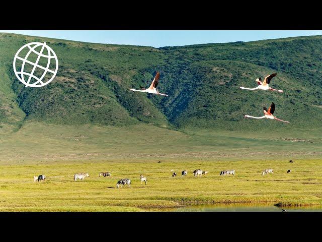 Ngorongoro Crater & Conservation Area, Tanzania  [Amazing Places 4K]