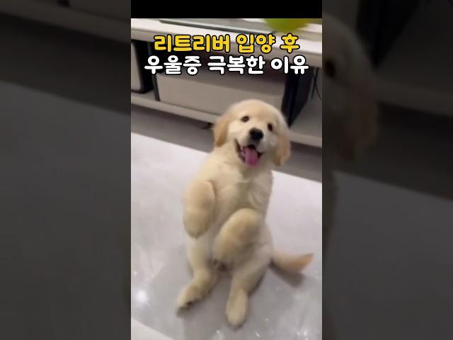 리트리버 입양 후 우울증 극복한 이유  #댕청미 #인절미강아지 #골댕이
