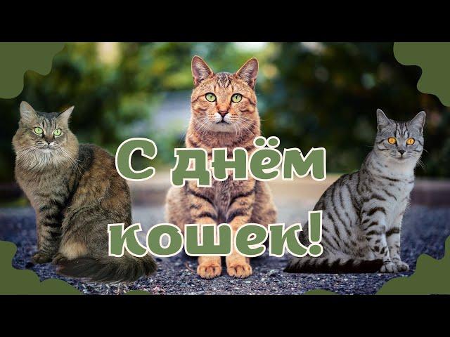 День кошек! Стихи про котиков. Открытка