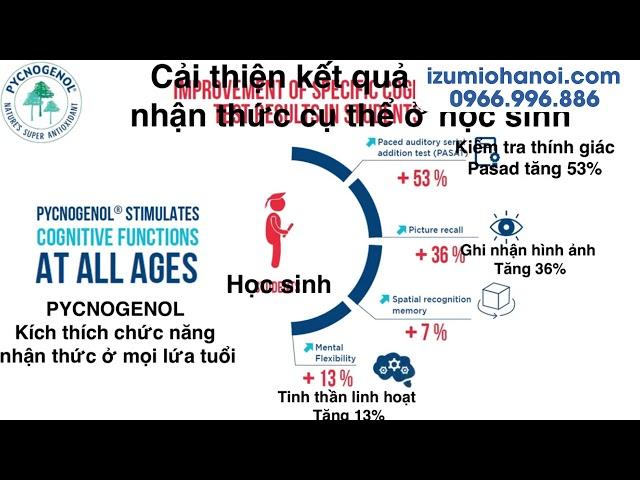 Pycnogenol cải thiện chức năng nhận thức