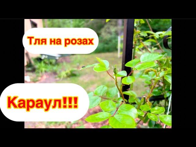 #финляндия#розы#сад Пытаюсь спасти розы в моем саду от нашествия тли