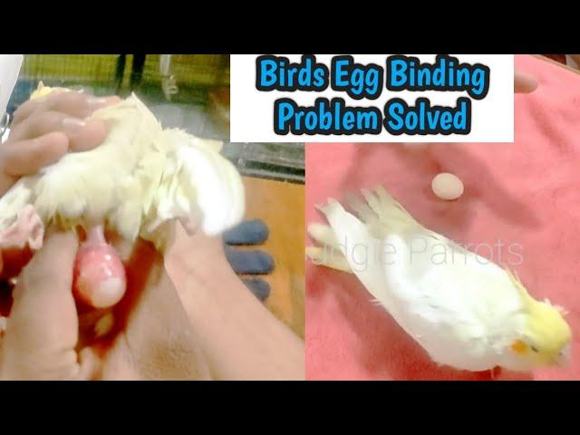 Cockatiel Ki Female Ko Huwa Egg Binding || Dekhiye Kaise Solve Kiya Humne Live Shop Pe