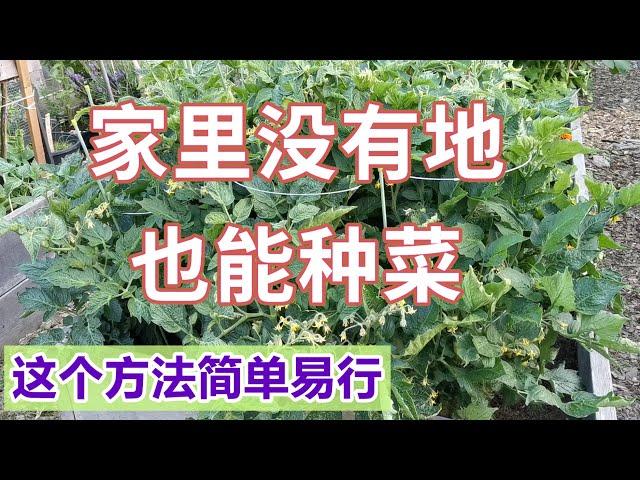 不用搭菜床，不用买花盆，如何体验种菜的乐趣？