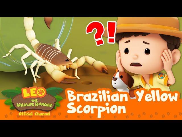 The SCORPION is POISONOUS!!  Brazilian Yellow Scorpion | Leo the Wildlife Ranger | Kids Cartoons