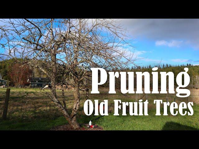 How to Prune an Overgrown Fruit Tree | Neglected Apple Tree Pruning