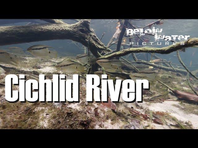 Cichlid River: Orinoco cichlids in nature (Satanoperca, Hypselecara, Cichla, Heros, Crenicichla etc)