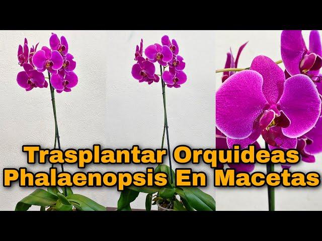 Como TRASPLANTAR ORQUÍDEAS en macetas CON FLORACION (Orquídeas phalaenopsis)