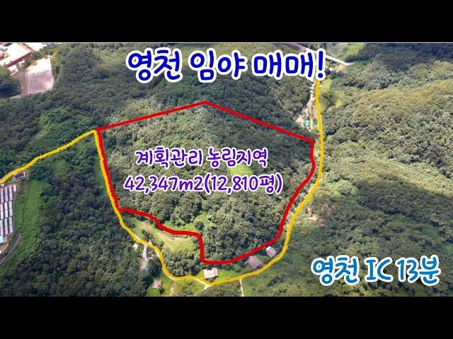 [53] 영천 임야. 야산매매!! 계획관리지역 42,347m2(12,810평) 약초재배. 태양광 등 영천 IC 13분 포인트 부동산 오소장