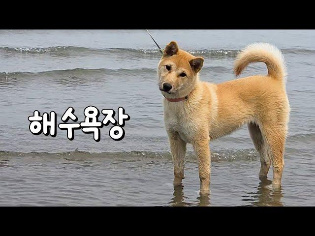 이번에는 진짜 바다를 보여줬어요