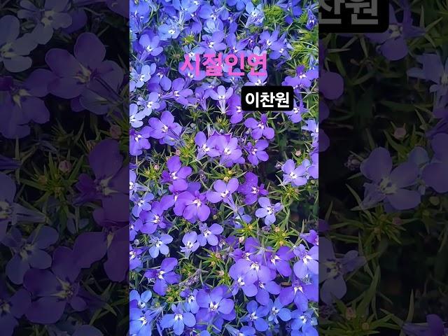 #시절인연 #이찬원 구독&좋아요 #스타일스타 #shorts 로벨리아