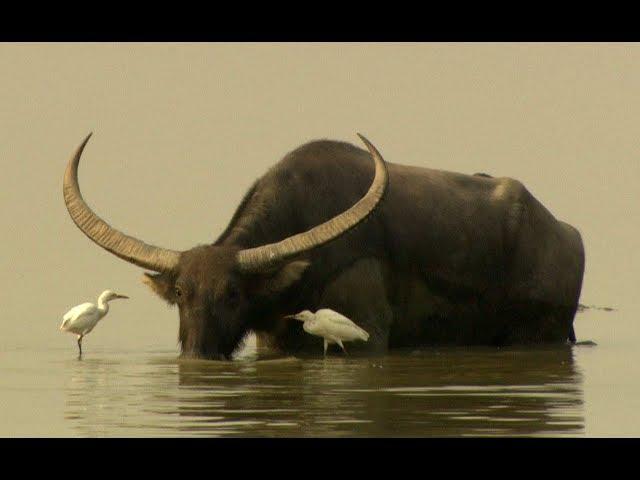 Water buffalos (Bubalus arnee) in Kaziranga