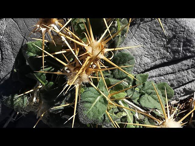 Ενδημικές κενταύριες της Ίδης (Centaurea idaea) στην Ορεινή Έρημο των Λευκών Ορέων της Κρήτης