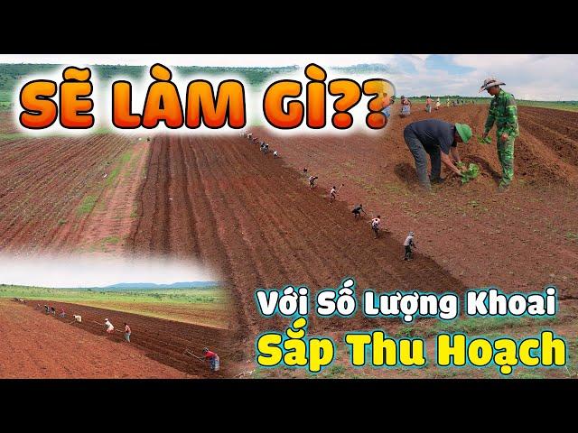 Quanglinhvlogs || Sẽ Làm Gì Với "Số Lương Khoai" Lớn "Sắp Thu Hoạch".