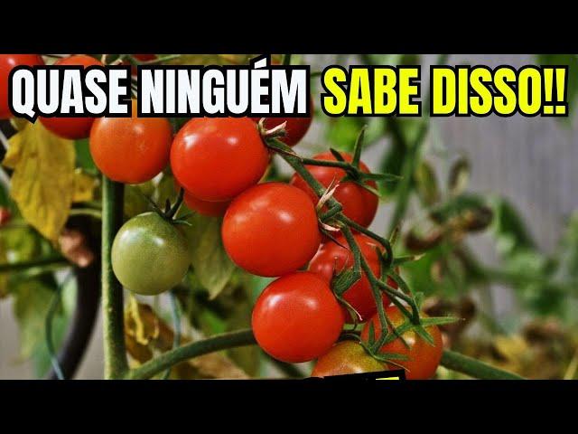 TRIPLIQUEI O RENDIMENTO DOS TOMATES COM ESSES 3 TRUQUES SIMPLES HORTA EM CASA