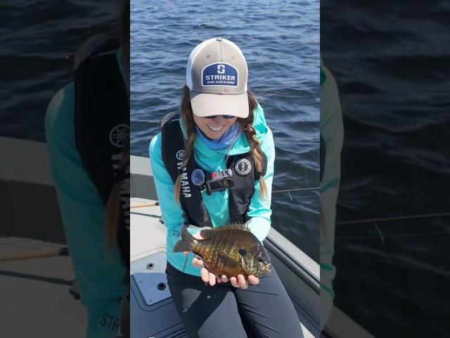 Love these big (lil) guys!  #ultralightfishing #bluegill #panfish #sunfish