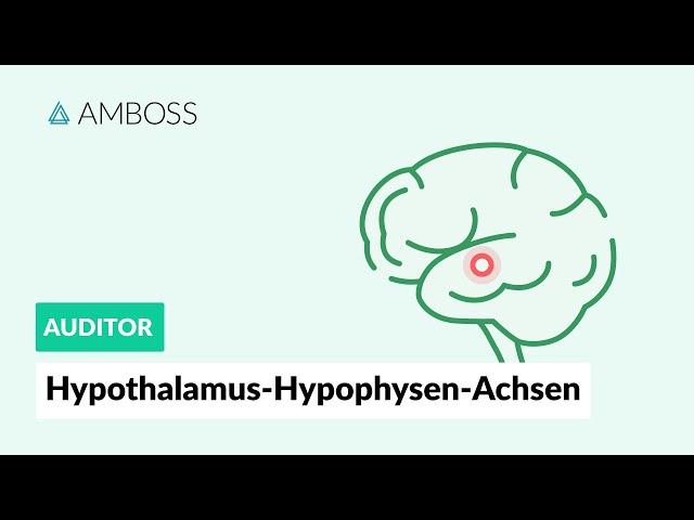 Hypothalamus-Hypophysen-Achsen - Zentrale Regulation des endokrinen Systems - AMBOSS Auditor