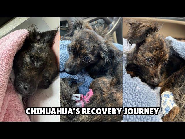 Chihuahua’s Recovery Journey | Dog Vlog | Brain Stem Injury