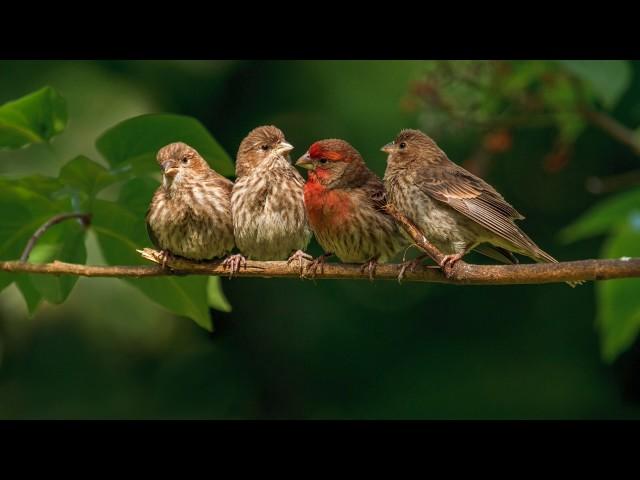 10 hours! Magnificent, rich singing of birds Sounds of nature Living forest relaxation Birdsong