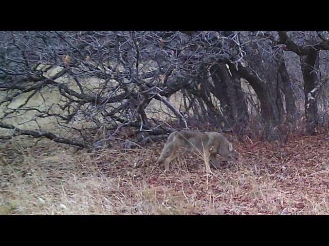 Must See Coyote Actually Trapped on Camera