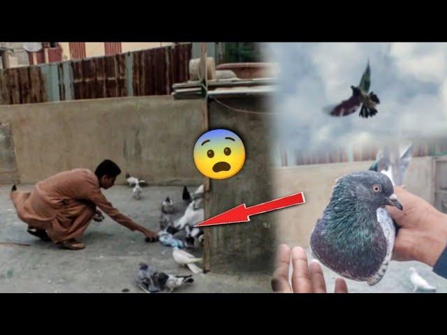 Lakwa Wala Teedy Kabootar Pkra || 1 Or Baby Pigeon Lakwa Ma Chala Gea. #itspigeonlover #petsvlog