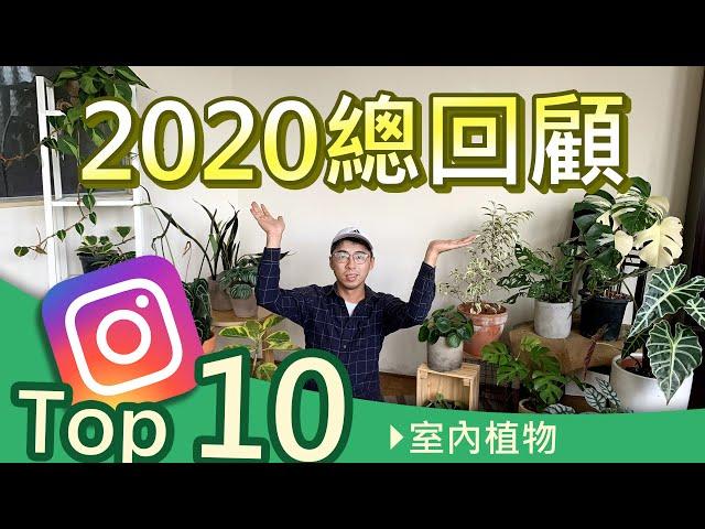 2020全球最流行的室內觀葉植物   ｜宅栽｜