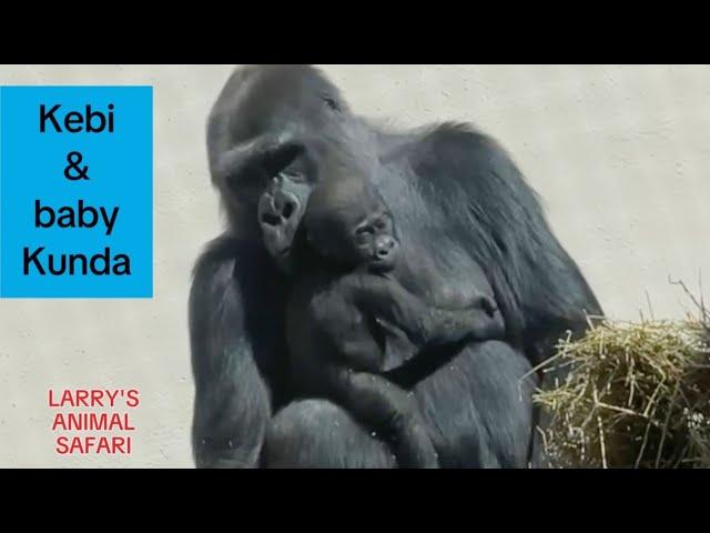 Gorillas - MEET Kebi Moyo, in Jameela's troop           #gorillas