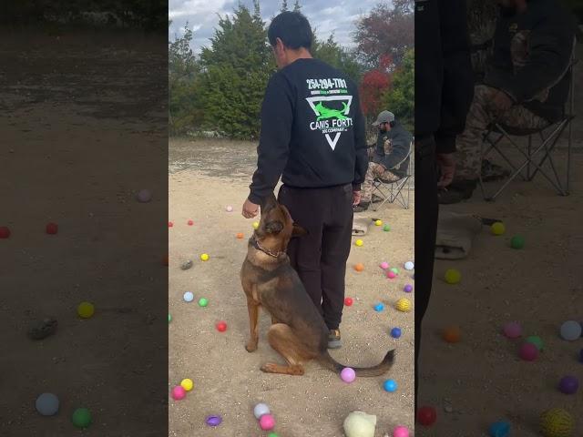 #dogtraining with my #dog Vlad. #dogtrainingismypassion #dog #doglover