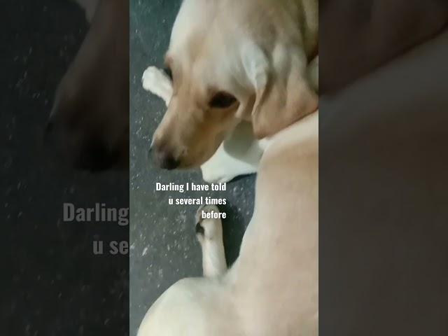wats ur drm job?? #puppy #mike #lab #shorts #https://youtube.com/channel/UC3bqUS-9VYZGoPLfDuugQWg