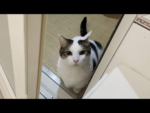 My cat comes in late at night to take a peek into the bath.