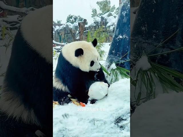 Last year on this day, Xiaomeng played with snowmen. I don’t know when it will snow this heavily