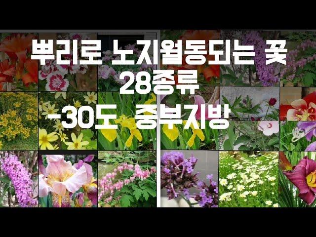 영하 30도에도 뿌리로 노지월동되는 꽃/노지월동꽃 키우기