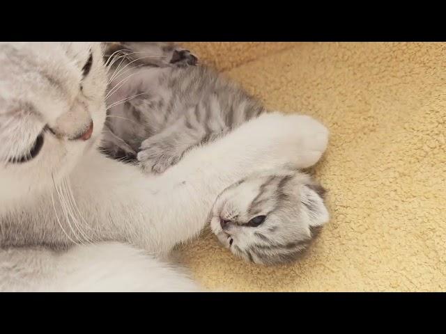 Mom cat holds and hugs her kitten tightly