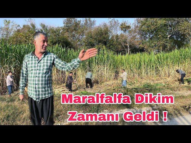 Maralfalfa Ekimi Zamanı Geliyor- Telaşlı Günler Başladı !!!