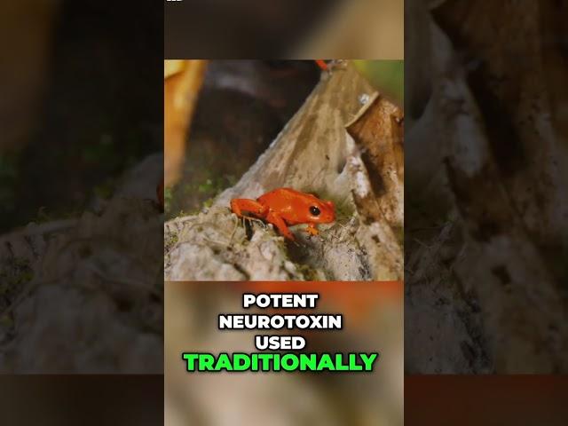 Beware the Tiny But Deadly Poison Dart Frog #wildlife #animals #wildlifephotography