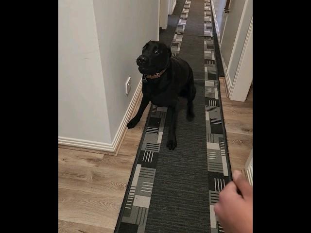 Crazy Dog moments of Troy- The black Labrador  #doglovers #blacklabradorretriever #theweeraes